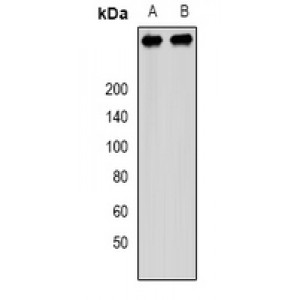 LifeSab™ PCM1 Rabbit pAb (50 µl)