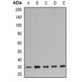 LifeSab™ Prohibitin Rabbit pAb (50 µl)