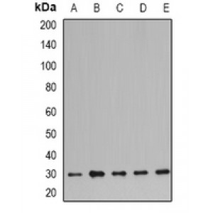 LifeSab™ Prohibitin Rabbit pAb (50 µl)