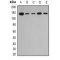 LifeSab™ PITRM1 Rabbit pAb (50 µl)