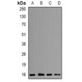 LifeSab™ POLR2D Rabbit pAb (50 µl)
