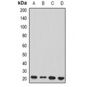 LifeSab™ Peroxiredoxin 2 Rabbit pAb (50 µl)