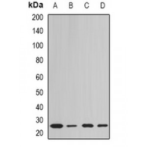 LifeSab™ Peroxiredoxin 6 Rabbit pAb (50 µl)