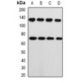 LifeSab™ PRKG1 Rabbit pAb (50 µl)