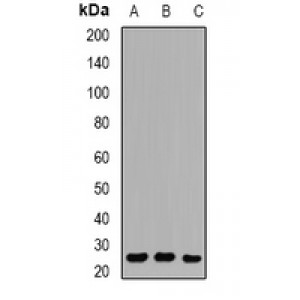 LifeSab™ RAB27 Rabbit pAb (50 µl)