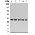 LifeSab™ RABIN3 Rabbit pAb (50 µl)