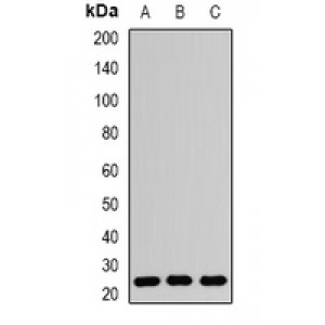 LifeSab™ RAB5A Rabbit pAb (50 µl)
