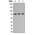 LifeSab™ RUFY1 Rabbit pAb (50 µl)