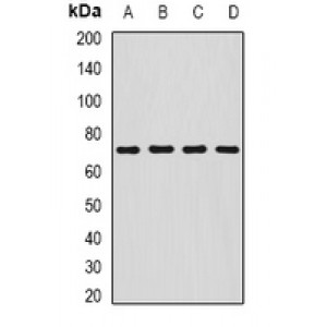 LifeSab™ SDHA Rabbit pAb (50 µl)