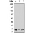LifeSab™ Sigma1 Receptor Rabbit pAb (50 µl)