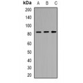 LifeSab™ TM9SF1 Rabbit pAb (50 µl)