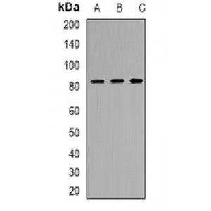 LifeSab™ TM9SF1 Rabbit pAb (50 µl)