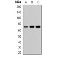 LifeSab™ LTAP Rabbit pAb (50 µl)