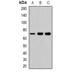LifeSab™ LTAP Rabbit pAb (50 µl)