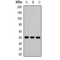 LifeSab™ VRK1 Rabbit pAb (50 µl)