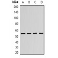 LifeSab™ N-WASP Rabbit pAb (50 µl)