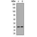 LifeSab™ WIF-1 Rabbit pAb (50 µl)