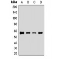 LifeSab™ ATG5 Rabbit pAb (50 µl)