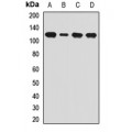 LifeSab™ Dynamin 2 Rabbit pAb (50 µl)