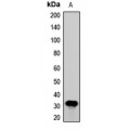 LifeSab™ Borealin Rabbit pAb (50 µl)