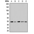LifeSab™ GATA2 Rabbit pAb (50 µl)