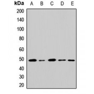 LifeSab™ GATA2 Rabbit pAb (50 µl)