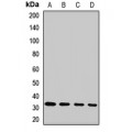 LifeSab™ ATG5 Rabbit pAb (50 µl)