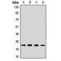 LifeSab™ COX2 Rabbit pAb (50 µl)