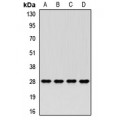 LifeSab™ PSMA3 Rabbit pAb (50 µl)