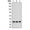 LifeSab™ PON1 Rabbit pAb (50 µl)