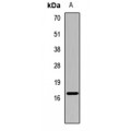 LifeSab™ IBA1 Rabbit pAb (50 µl)