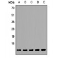 LifeSab™ TCEB1 Rabbit pAb (50 µl)