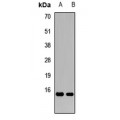 LifeSab™ PRL3 Rabbit pAb (50 µl)
