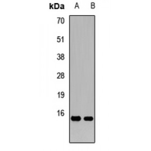 LifeSab™ PRL3 Rabbit pAb (50 µl)