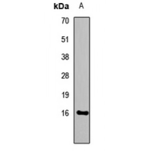 LifeSab™ IL-13 Rabbit pAb (50 µl)