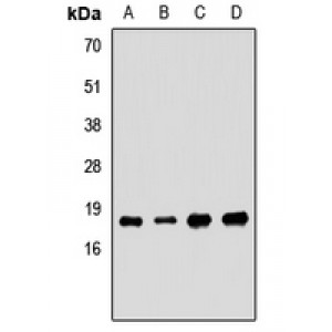 LifeSab™ SKP1 Rabbit pAb (50 µl)