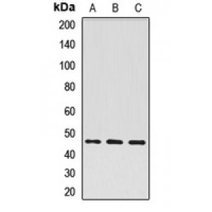 LifeSab™ ATG4A Rabbit pAb (50 µl)