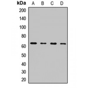 LifeSab™ Synoviolin Rabbit pAb (50 µl)