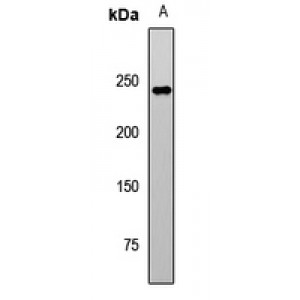 LifeSab™ MAPKBP1 Rabbit pAb (50 µl)
