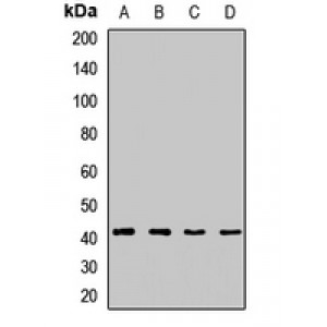 LifeSab™ DLK1 Rabbit pAb (50 µl)