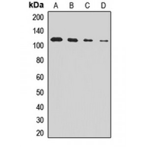 LifeSab™ PIKE Rabbit pAb (50 µl)