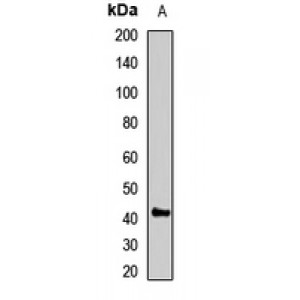 LifeSab™ GNAZ Rabbit pAb (50 µl)