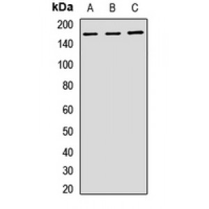 LifeSab™ PELP1 Rabbit pAb (50 µl)
