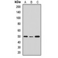 LifeSab™ NANOG Rabbit pAb (50 µl)