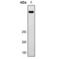 LifeSab™ LRP2 Rabbit pAb (50 µl)