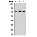 LifeSab™ Plastin Rabbit pAb (50 µl)