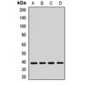 LifeSab™ ASNA1 Rabbit pAb (50 µl)