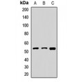 LifeSab™ FDXR Rabbit pAb (50 µl)