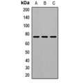 LifeSab™ GALC Rabbit pAb (50 µl)