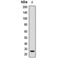 LifeSab™ SFRS9 Rabbit pAb (50 µl)